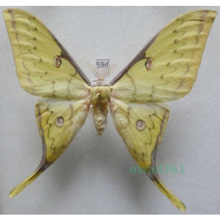 Actias sinensis (Walker, 1855) male ex. ovo Taiwan 86mm59d